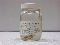 藏品(黑大口鮃)的圖片